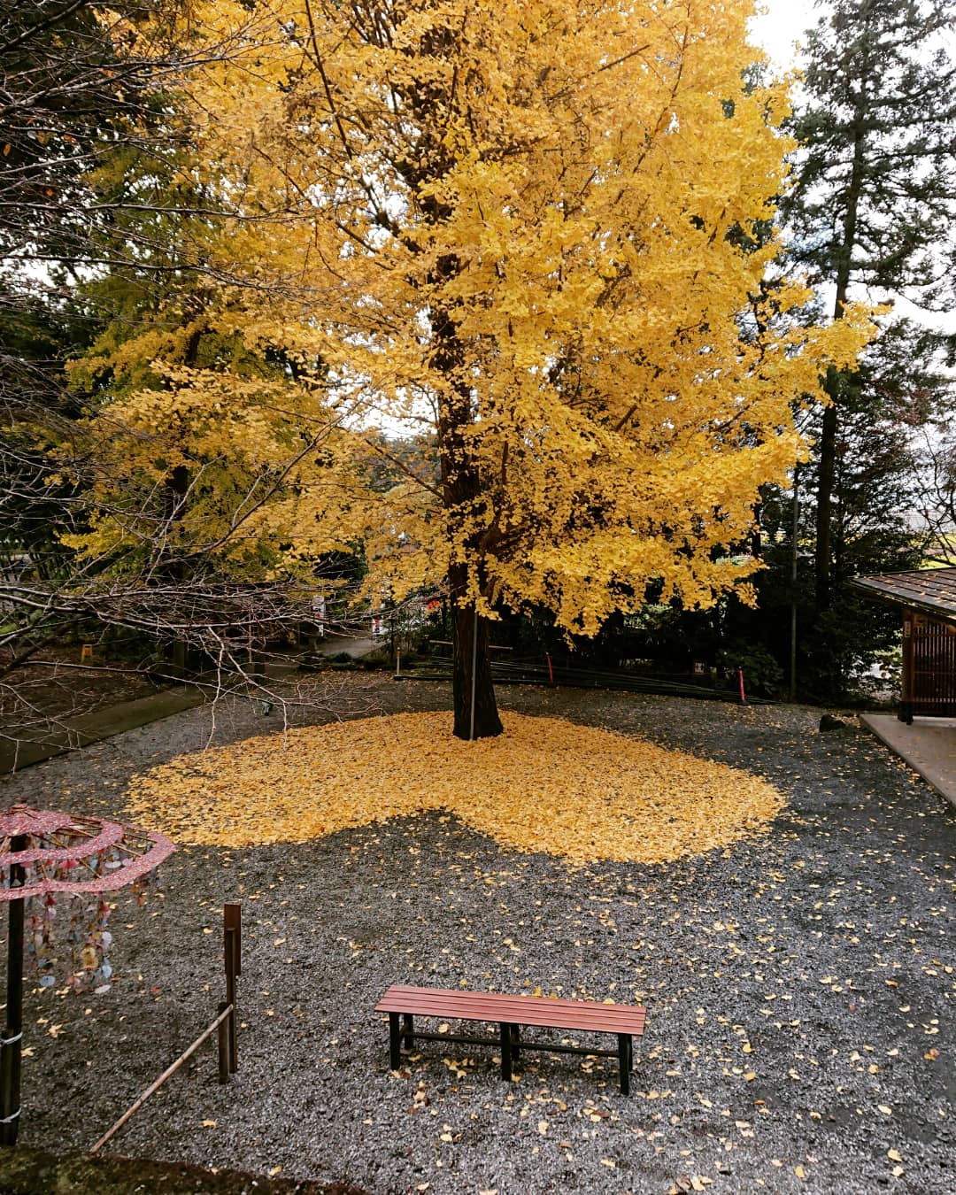 下野 星宮神社 公式 境内の銀杏が落葉し始めましたので 落ち葉遊びをしてみました ハートに見えるでしょうか 笑 星宮神社 銀杏 落ち葉アート T Co Lncgvjiouj Twitter