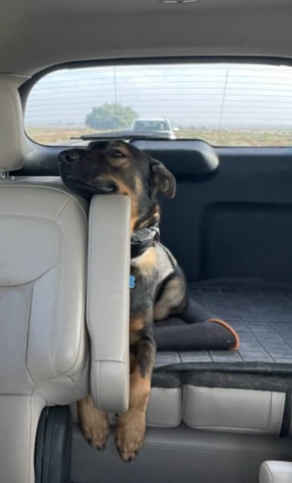 SanDiegoPete73's tweet photo. Somebody is a very good traveler, even if he (& all of us) are a bit bored (especially crawling thru L.A. traffic).
#ApolloLife https://t.co/cGvGdwC7rv