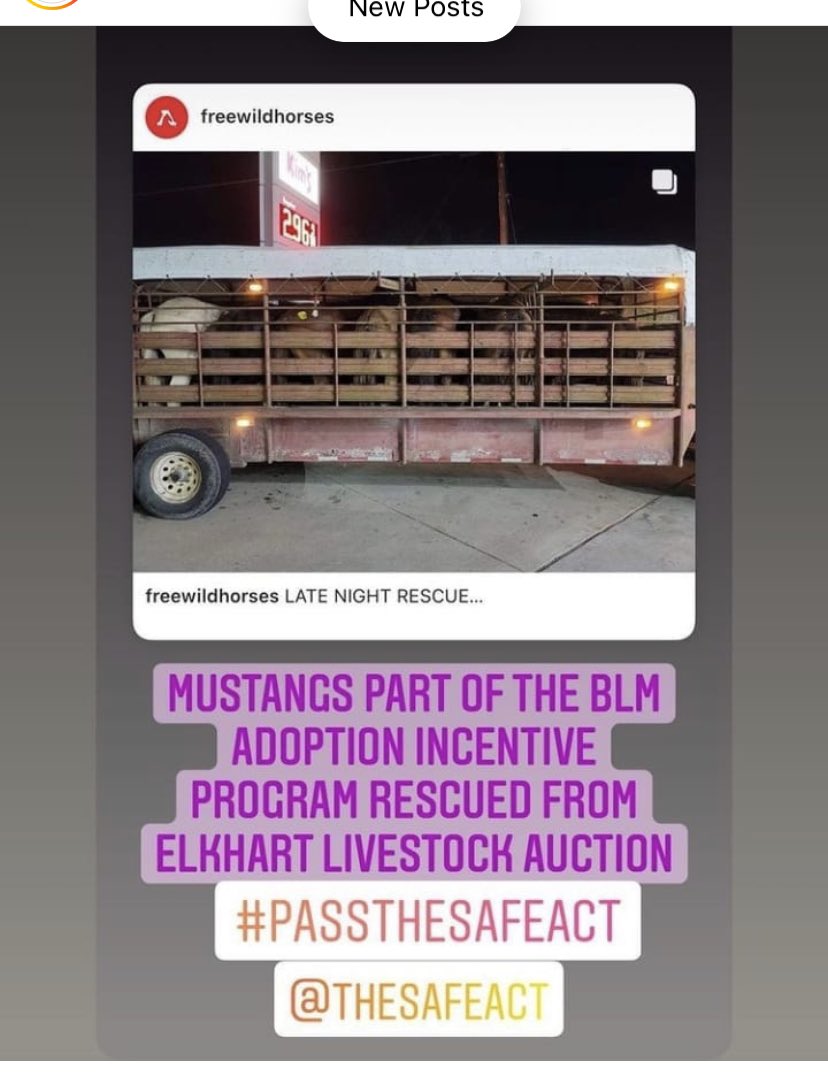 what in GODS name is the bureau of land mgmt doing to our wild mustangs for beef - killing - torturing - LYING <a href="/RStacilee/">realitycheckswithStacilee</a> what is <a href="/NRDems/">Natural Resources Democrats</a> <a href="/OversightDems/">Oversight Dems</a> doing ? 0 - what is <a href="/SecDebHaaland/">Secretary Deb Haaland</a> doing zero laughing all the way to the bank- I say no to my taxes paying for this bull sht