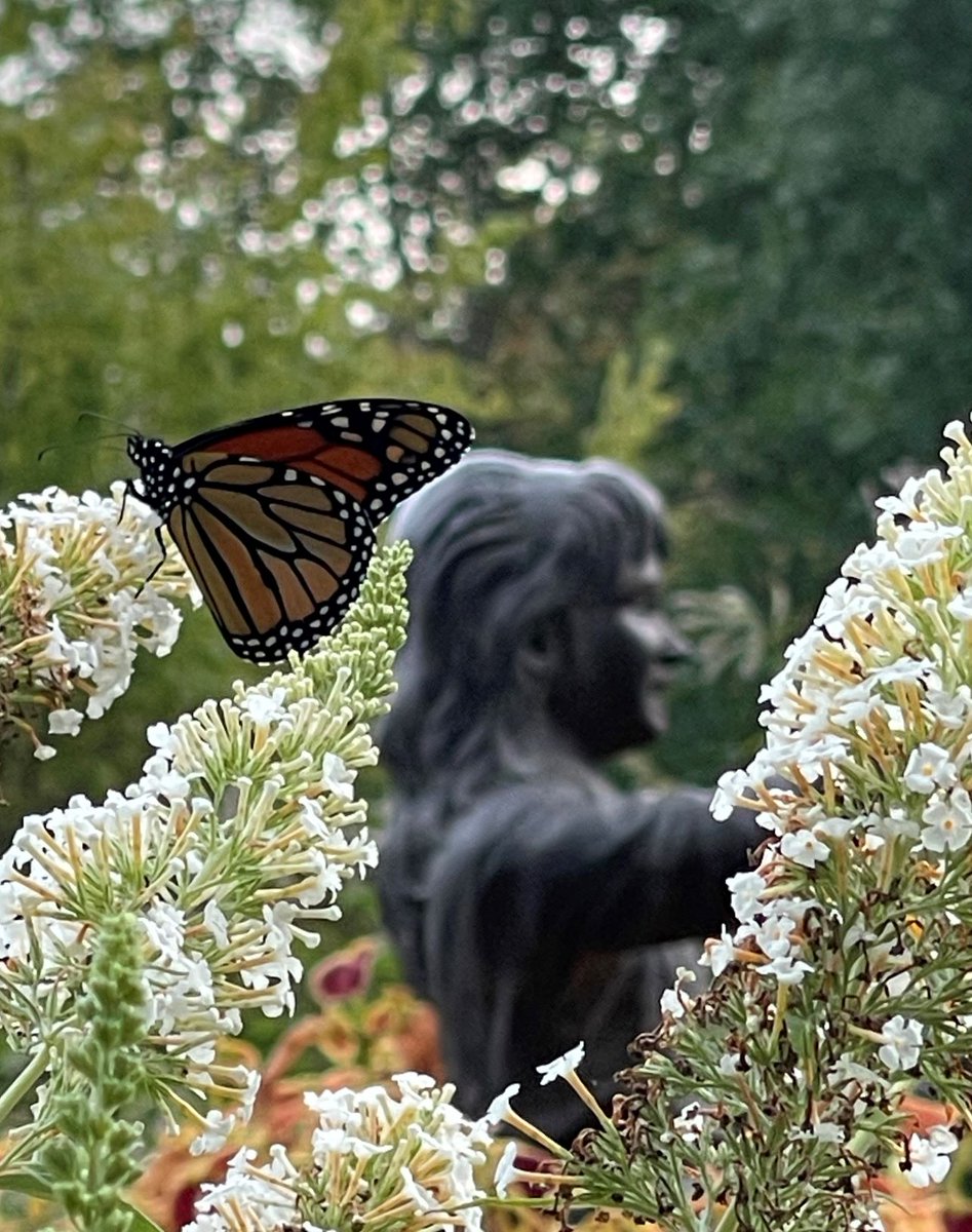 Dugby5's tweet photo. Some photos of butterflies to share from for you  this evening  
Photos by  @dugsir56 https://t.co/x8FmyPDVLp