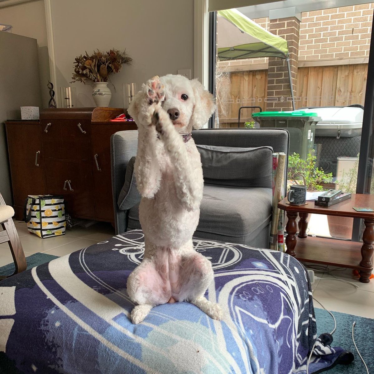mimbles's tweet photo. The cats are very concerned about the strange dog that came home with Caitlin. But we’re pretty sure that’s Kiri. #sebastianaral #cuddlebugkiri #groomingday https://t.co/CilNzDX8FJ