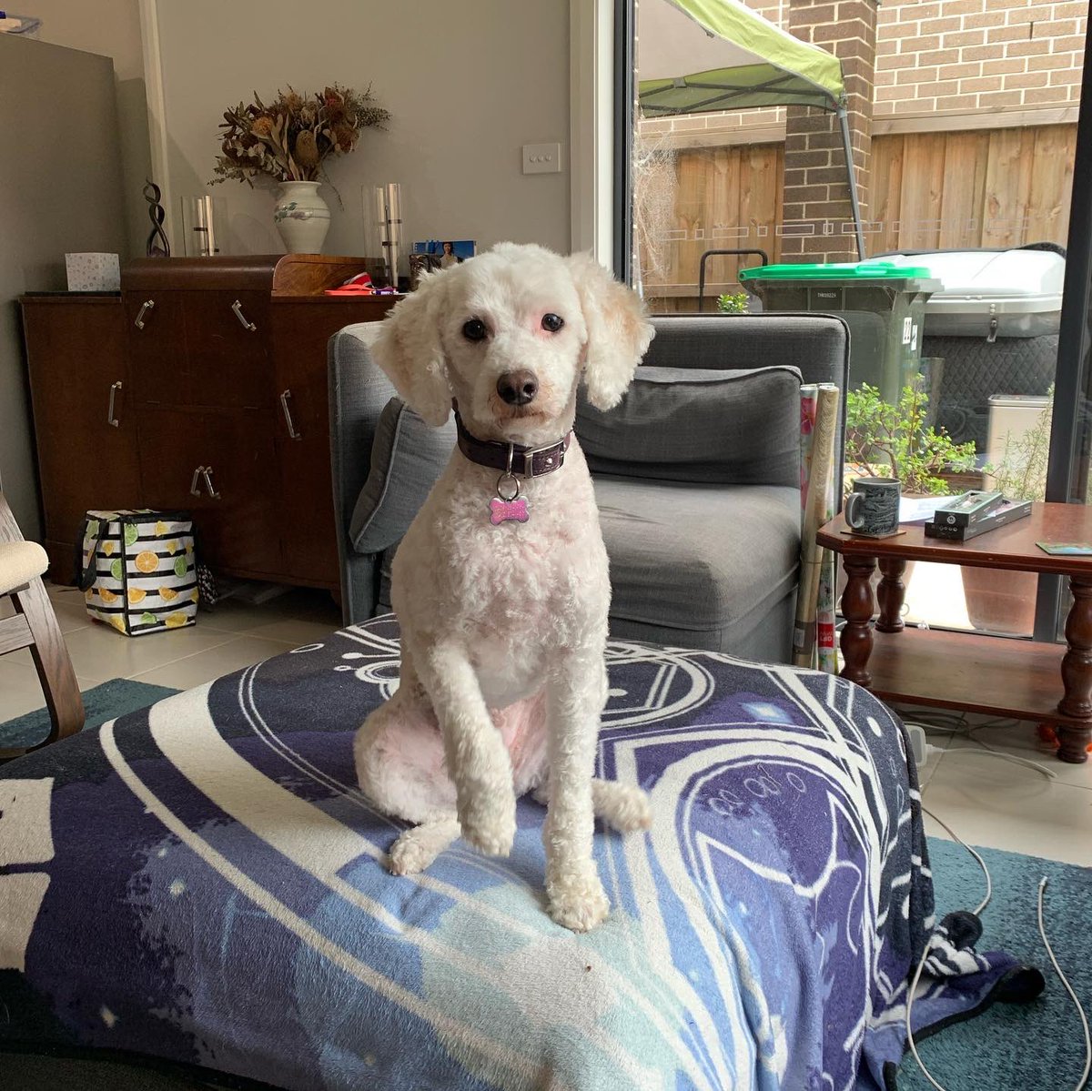 mimbles's tweet photo. The cats are very concerned about the strange dog that came home with Caitlin. But we’re pretty sure that’s Kiri. #sebastianaral #cuddlebugkiri #groomingday https://t.co/CilNzDX8FJ