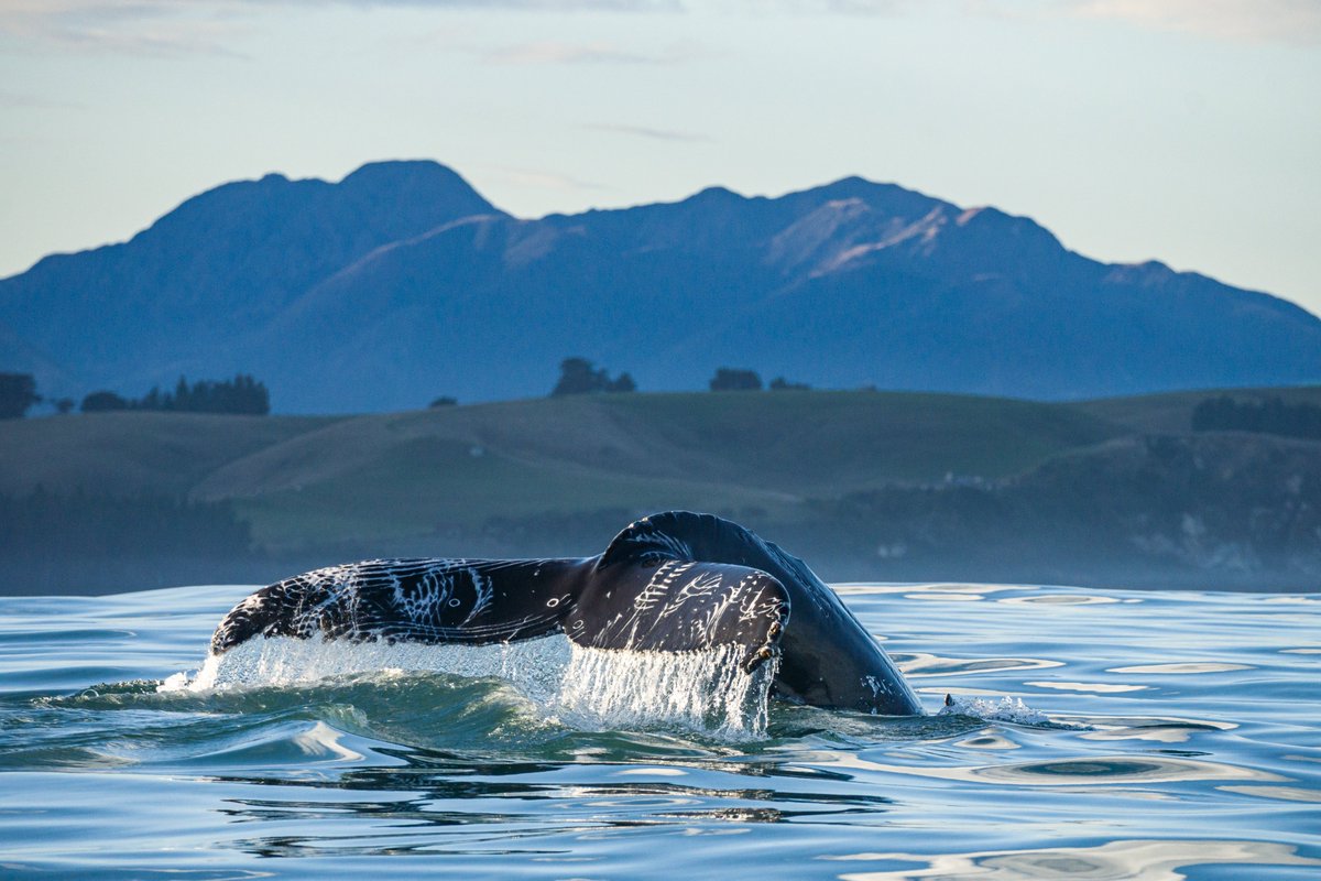 PureNewZealand's tweet photo. Kaikōura is well known for its picturesque wildlife encounters. From spotting deep-sea whales, dolphins or rare albatross, it's an animal lover's paradise!​
What would your expression be while spotting these animals? Tell us with an emoji! 😍😬🤩
#NewZealand
📷: Allan Cronin https://t.co/ryUh2eJZm2