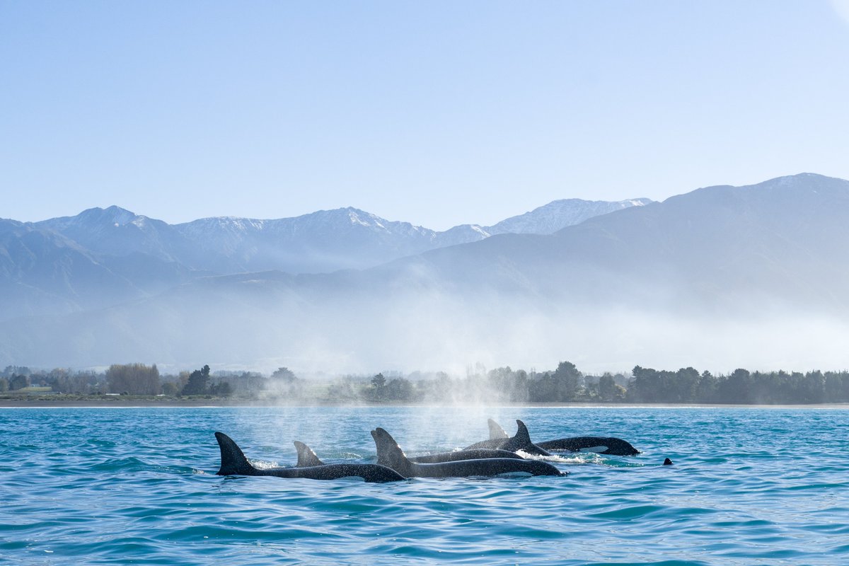 PureNewZealand's tweet photo. Kaikōura is well known for its picturesque wildlife encounters. From spotting deep-sea whales, dolphins or rare albatross, it's an animal lover's paradise!​
What would your expression be while spotting these animals? Tell us with an emoji! 😍😬🤩
#NewZealand
📷: Allan Cronin https://t.co/ryUh2eJZm2