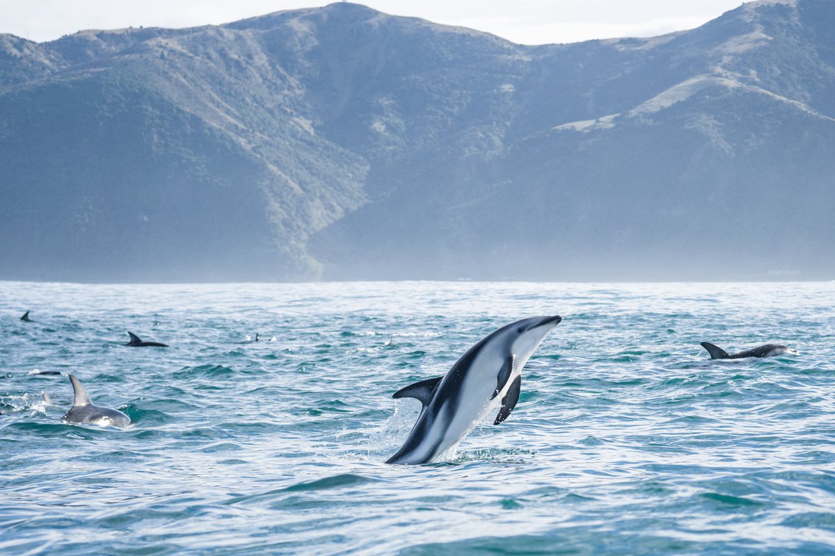 PureNewZealand's tweet photo. Kaikōura is well known for its picturesque wildlife encounters. From spotting deep-sea whales, dolphins or rare albatross, it's an animal lover's paradise!​
What would your expression be while spotting these animals? Tell us with an emoji! 😍😬🤩
#NewZealand
📷: Allan Cronin https://t.co/ryUh2eJZm2