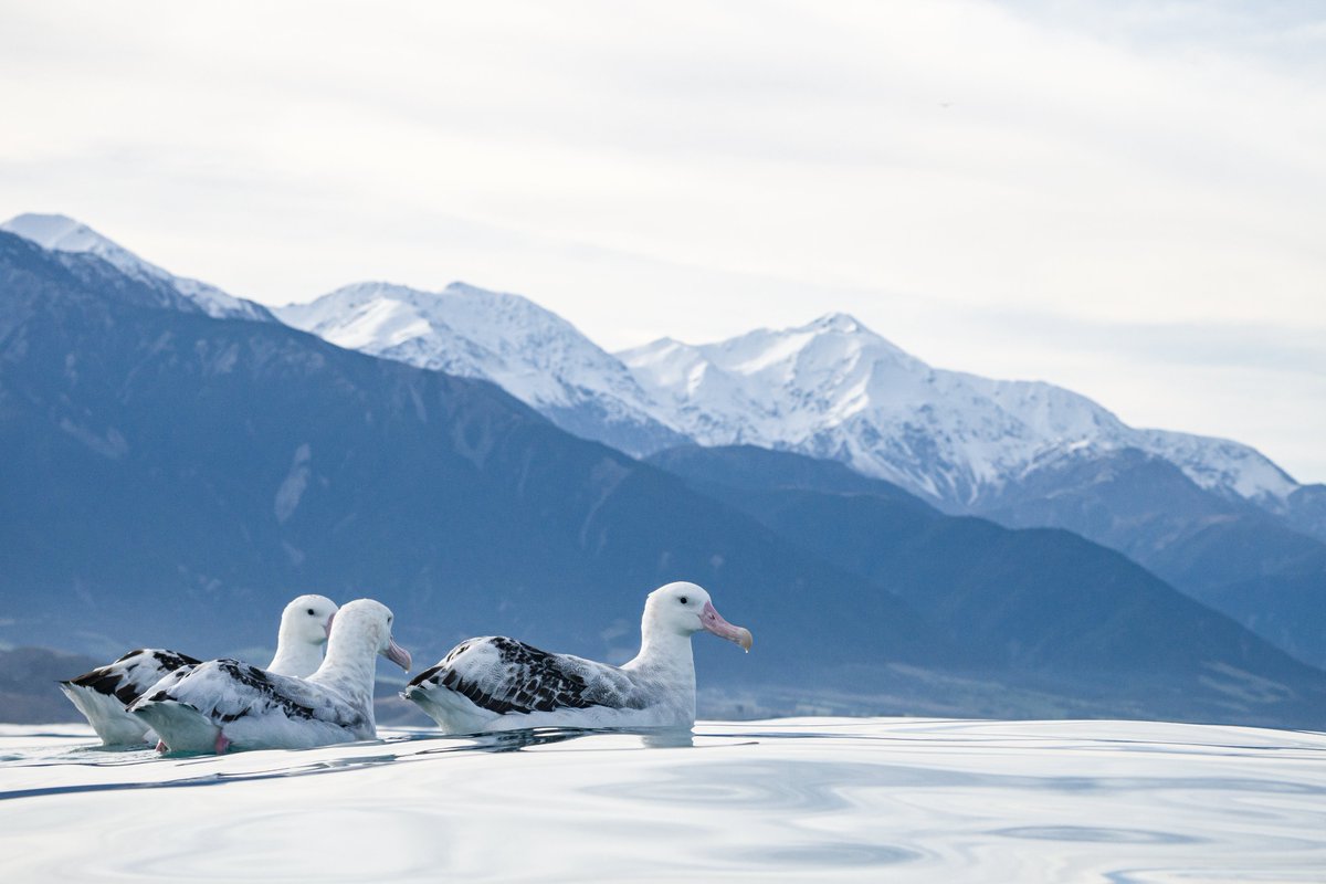 PureNewZealand's tweet photo. Kaikōura is well known for its picturesque wildlife encounters. From spotting deep-sea whales, dolphins or rare albatross, it's an animal lover's paradise!​
What would your expression be while spotting these animals? Tell us with an emoji! 😍😬🤩
#NewZealand
📷: Allan Cronin https://t.co/ryUh2eJZm2