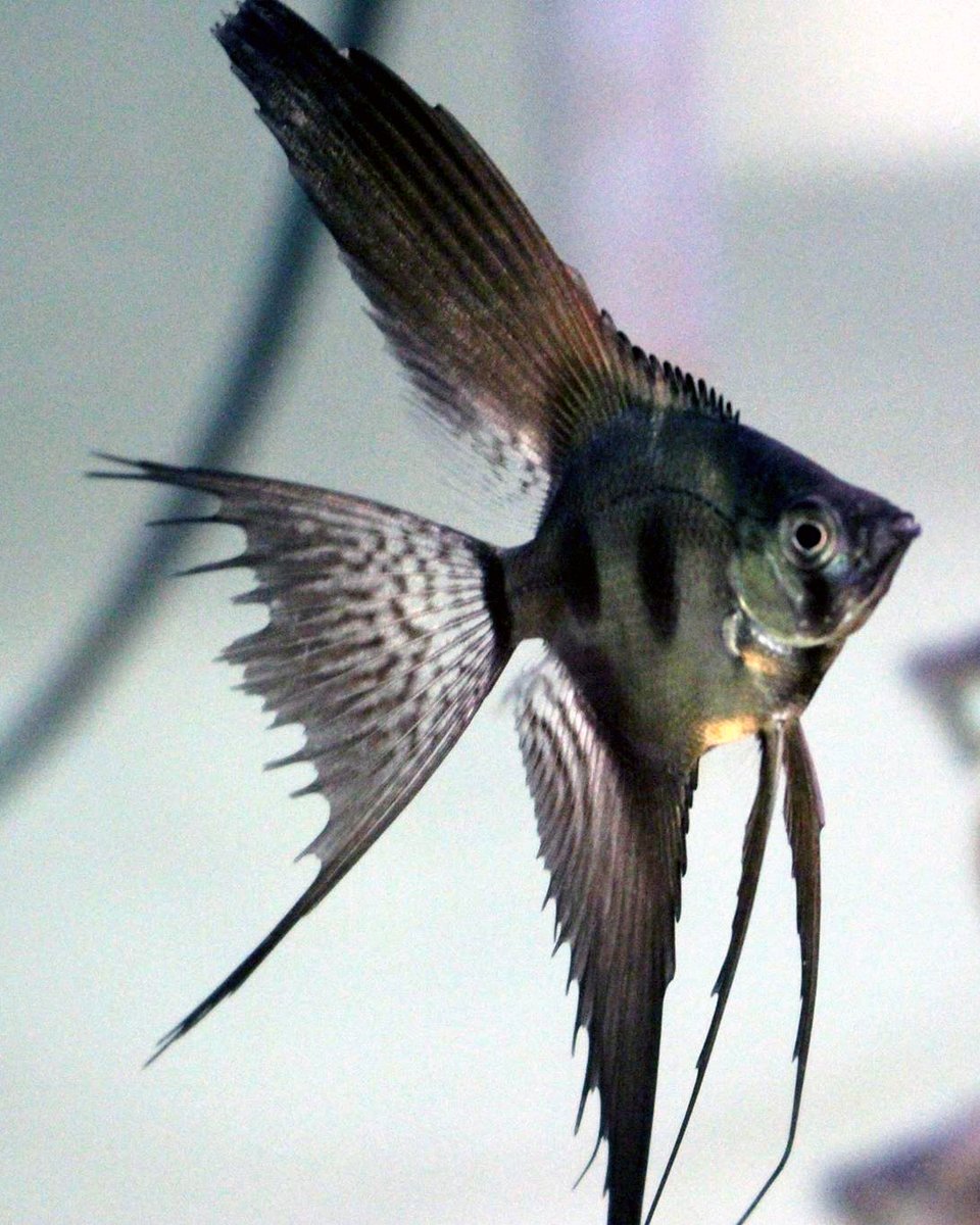EA_Webmaster's tweet photo. Black Friday Pricing on Pinoy Angels!

Choose 8 dime-nickel or 6 quarter+ size
Only $90.24 plus shipping!

https://t.co/GXo1WGJZ1J 
#everythingaquatic #angelfish #pinoyangelfish #blackfridaysale https://t.co/MyQ20l7E4o