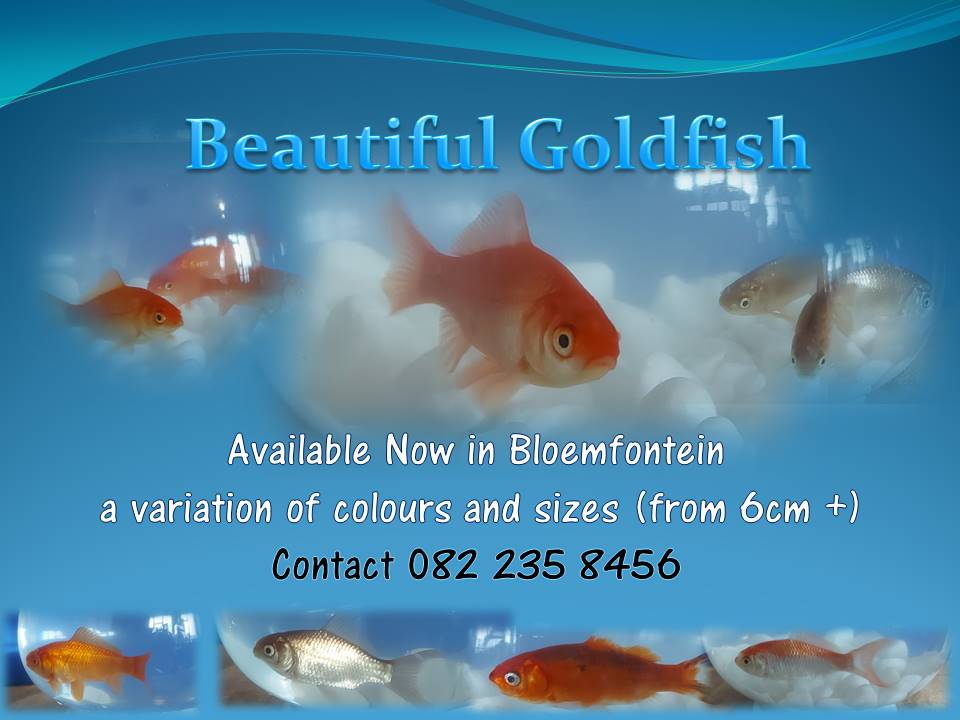 Dirk Lourens (@d498e65eee3b463) on Twitter photo 