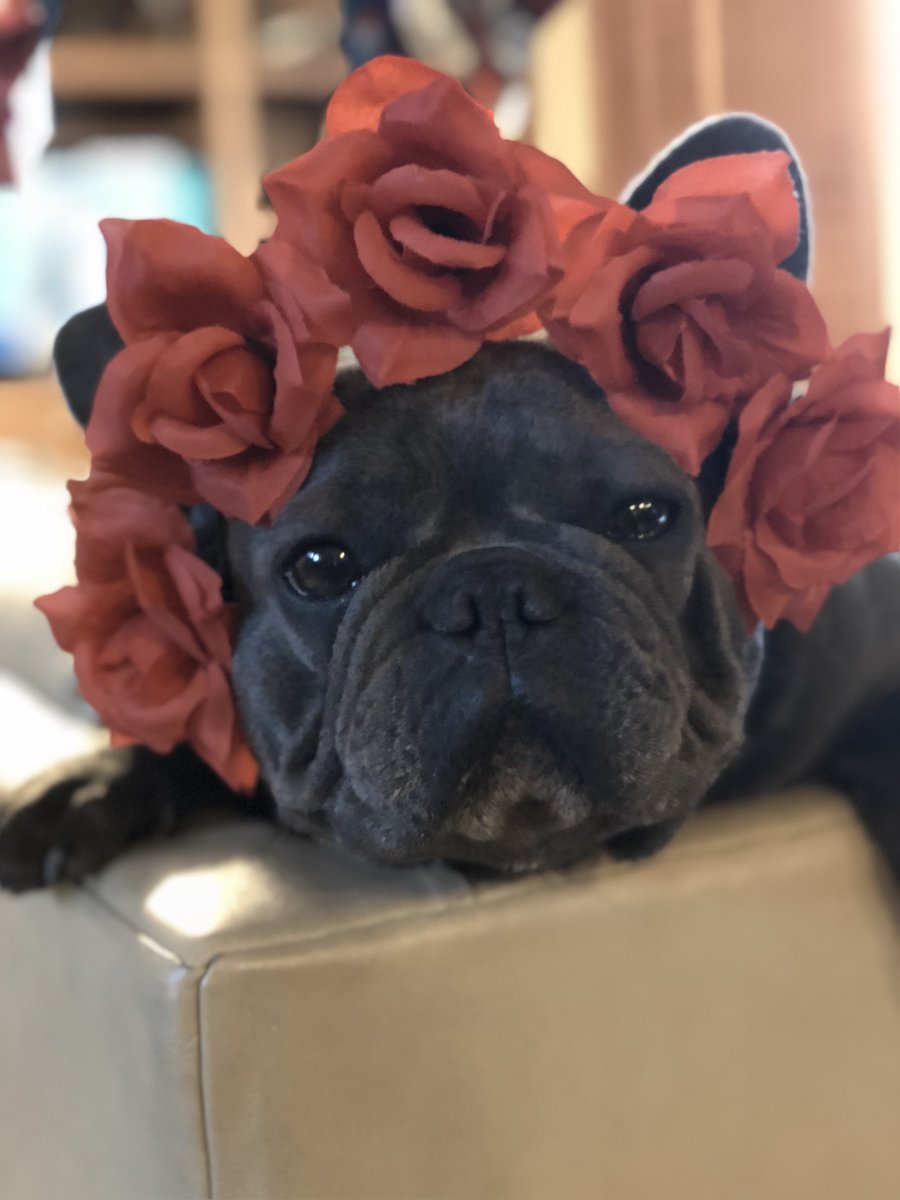 MomosBargains's tweet photo. Cute little picture of Harley. She's the oldest of Momo's babies that my family decided to keep from their French Bulldog breeding business. https://t.co/IXdcTsk1aT