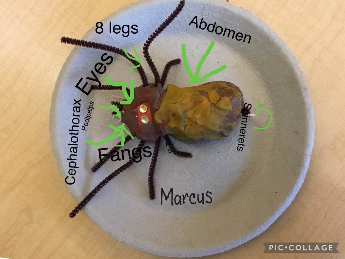 RBELibraryLC's tweet photo. Teacher and Librarian collaboration afternoons are my favourite! Grade 2 students pre-planned their 3D spider creations, gathered materials, built, revised and improved their plans- the beautiful process of design-thinking! They used @PicCollage to then label their creations! https://t.co/dVk3tIcm75