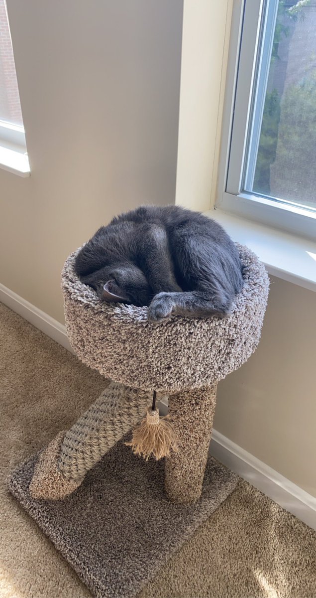 BrandonSandlin4's tweet photo. @mrbnatural10 @Shastaluv @bigbootyderek Mine loves his tiny tower🥺 https://t.co/JLrzWOt7CL
