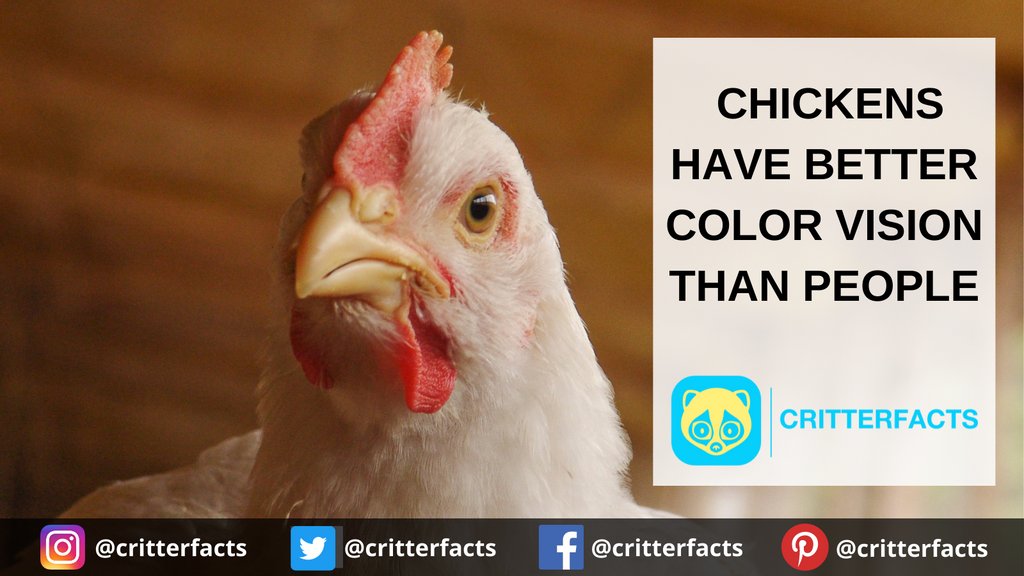 critterfacts's tweet photo. This is thanks to the 4 different light receptors in their eyes!
.
.
.
#critterfacts #critter #fact #chicken #chickens #hen #rooster #chick #eye #eyesight #color #farm #farmanimal #cuteanimal #animalfacts #suprisingfacts #didyouknow https://t.co/8zot1oYbM6