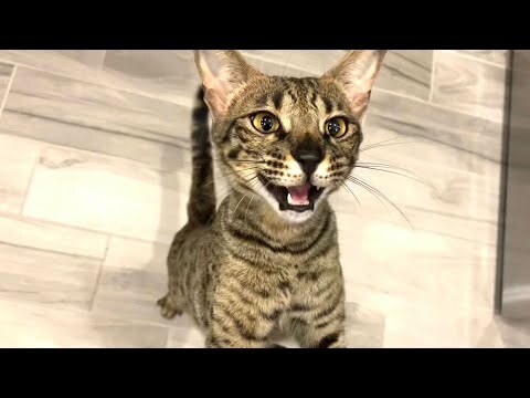 kittyxinfinity's tweet photo. 🐱 via https://t.co/qSSeudSmHK https://t.co/nAzFz5fGht
