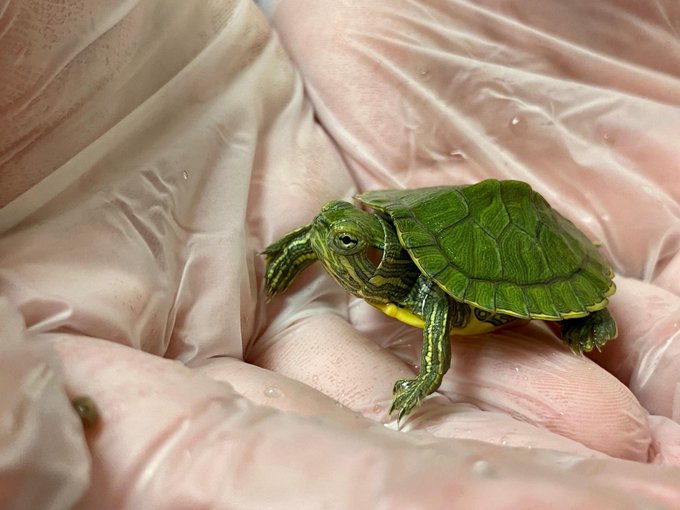 pet turtle rescue near me
