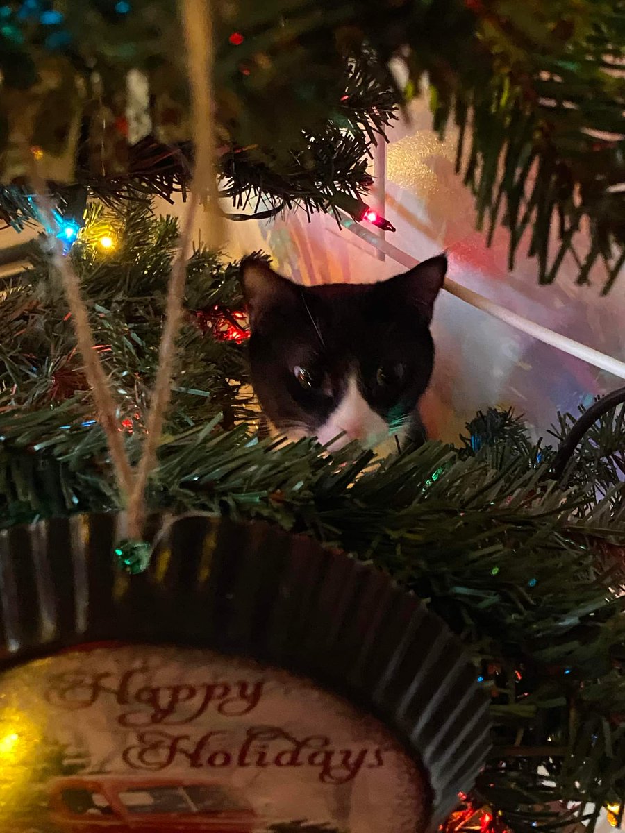 CorrinaLeeB's tweet photo. @kernowife #CatsOnTwitter
#rescuedkitty https://t.co/Wpr4R91vXr