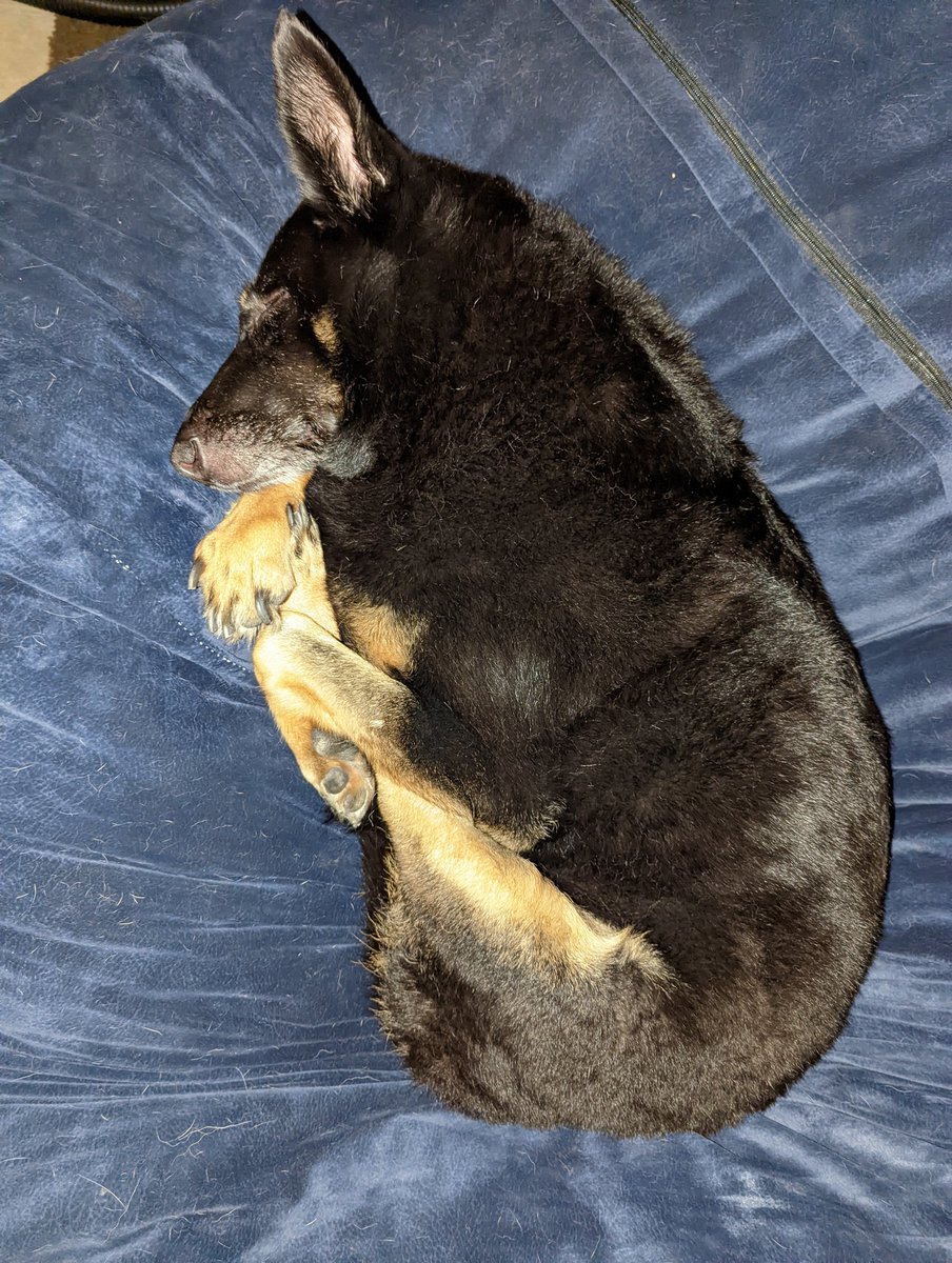 SammTheShepherd's tweet photo. Post bath sleepies🛁🧼💤 https://t.co/rvH4CkJeNK