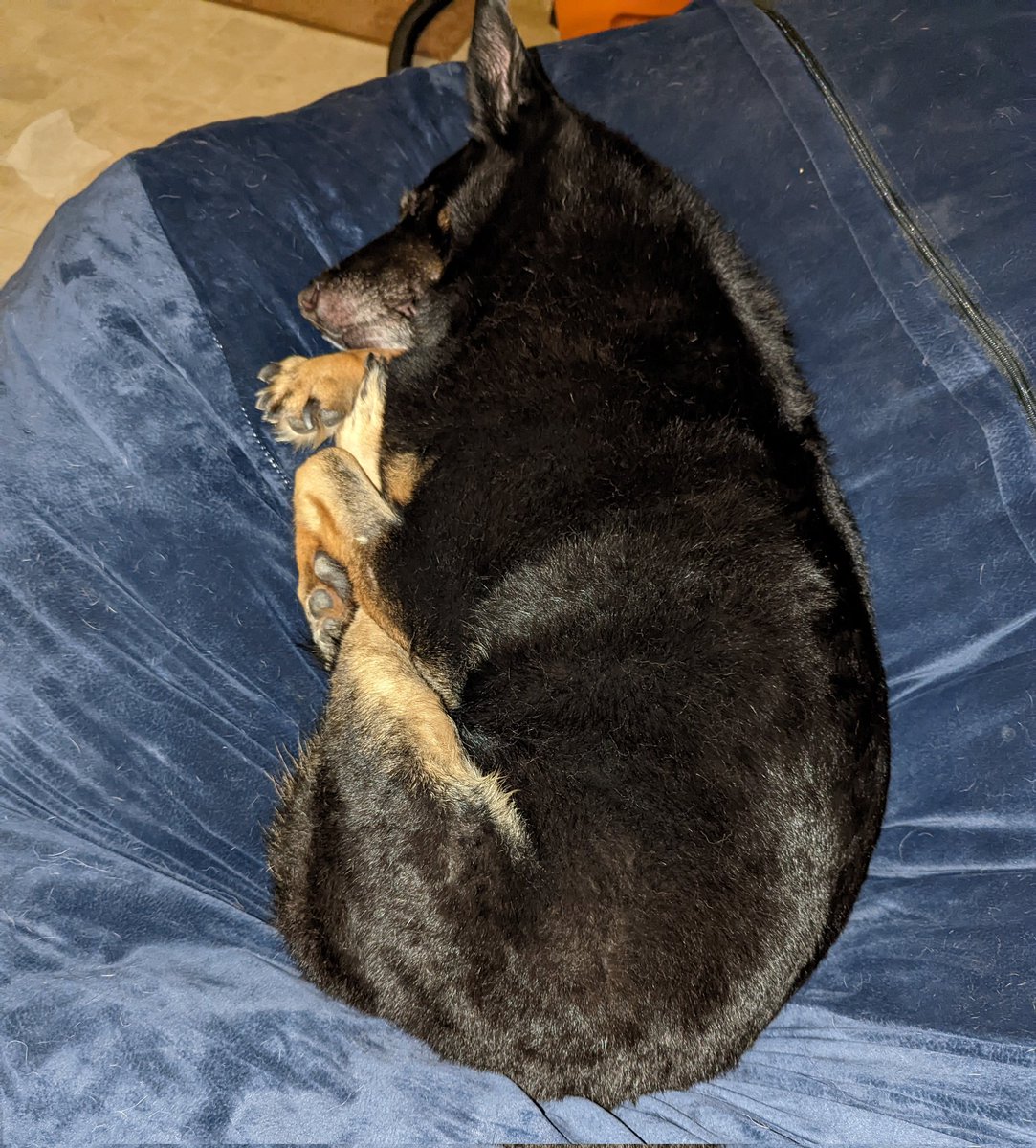 SammTheShepherd's tweet photo. Post bath sleepies🛁🧼💤 https://t.co/rvH4CkJeNK