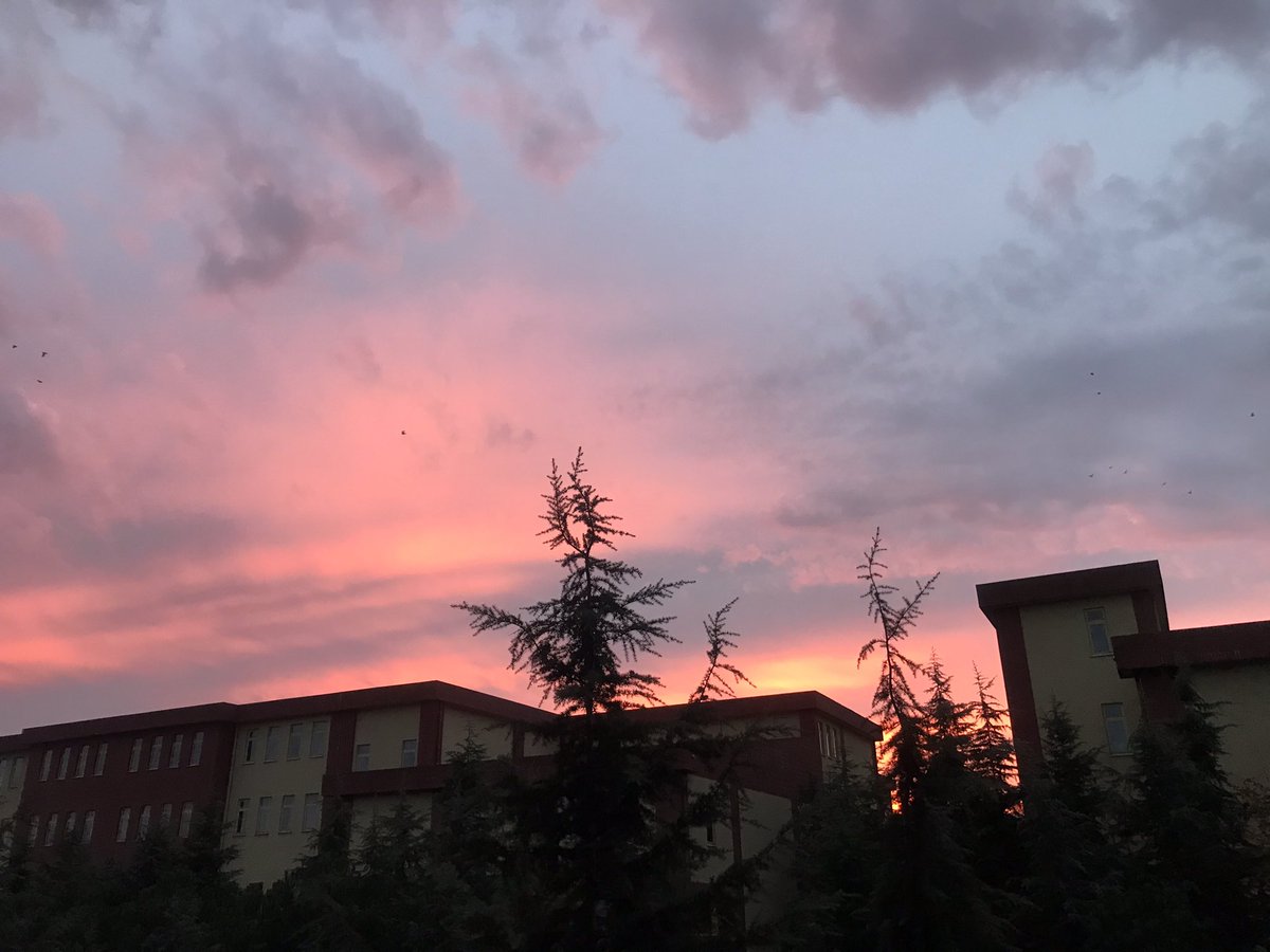 Ceren Sarisaltik tweet media