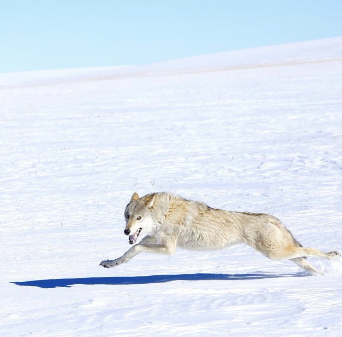Талын хийморь🔥