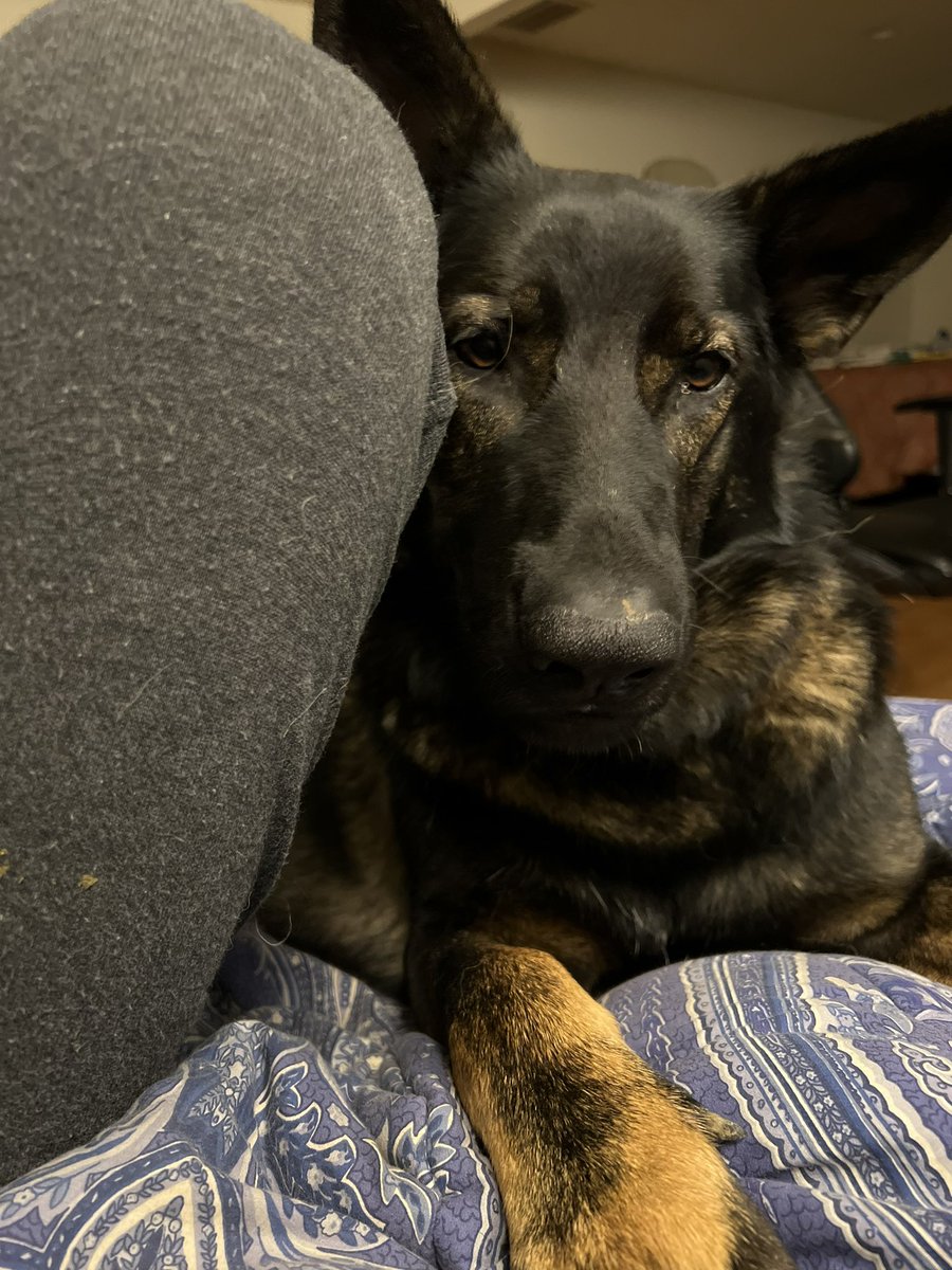 meleedesign's tweet photo. Apple store wont let me download the doublelingo so i can learn to tell my dog she is beautiful in german https://t.co/ZYwX7js7kA