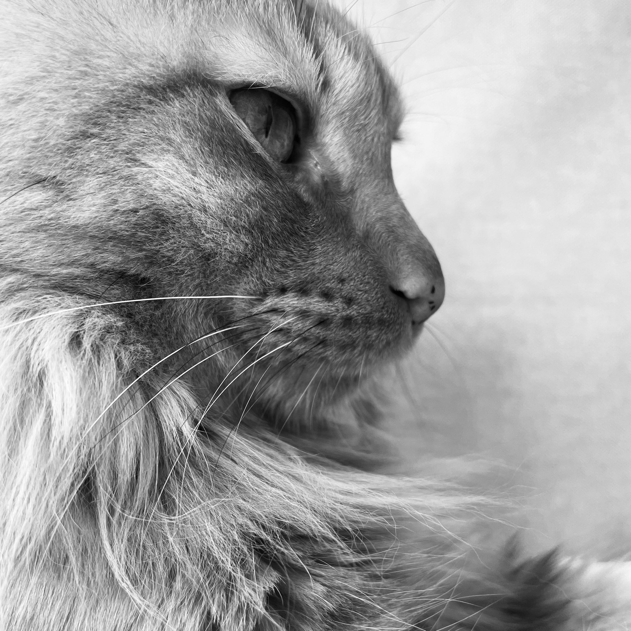 我が猫 Twitter Search Twitter