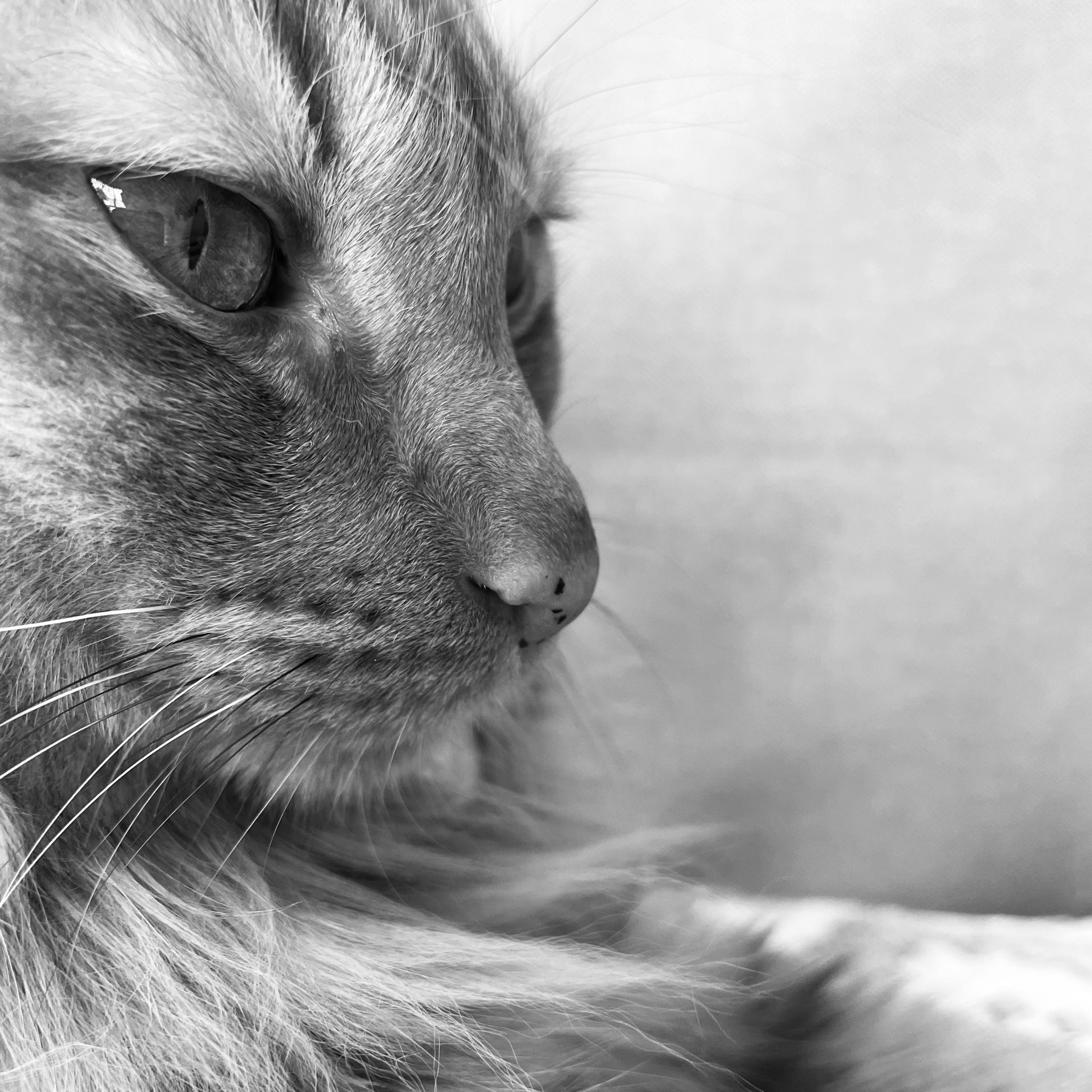 我が猫 Twitter Search Twitter