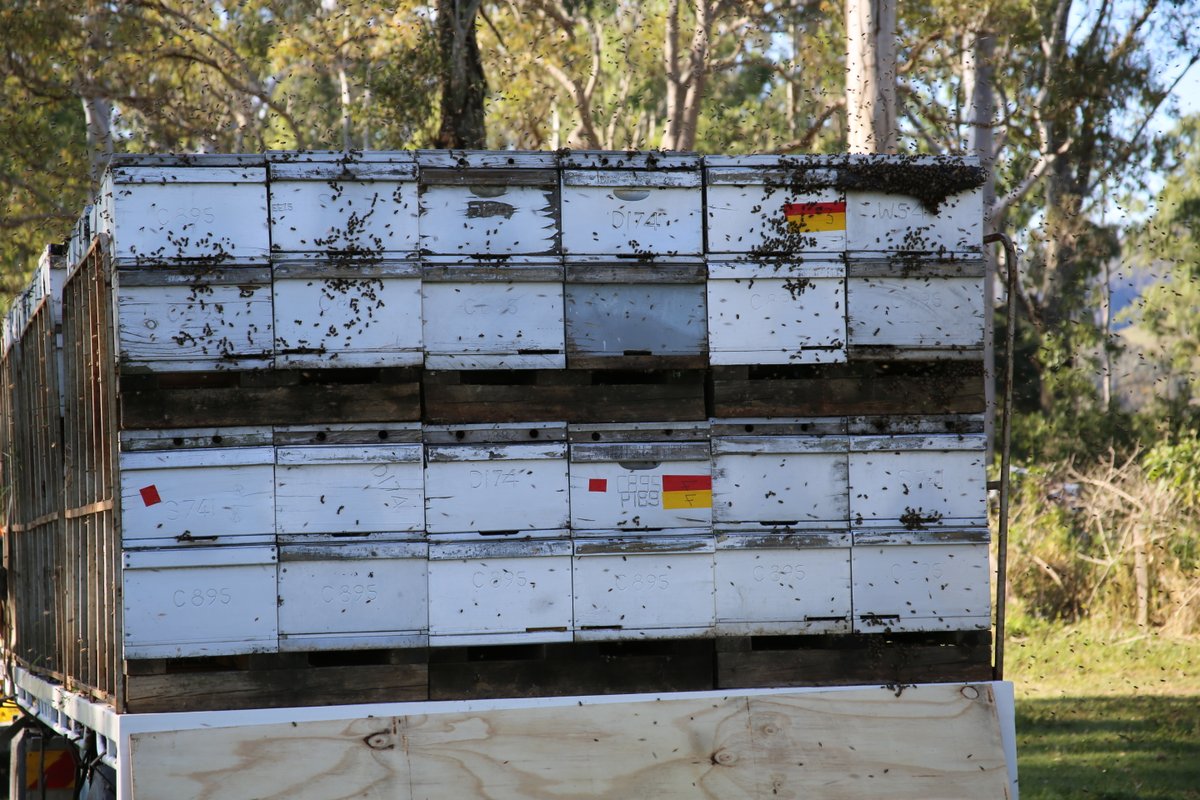 Hort_Au's tweet image. Another excellent pollinator we&apos;re showcasing: European Honey Bee. Did you know that Honey Bees are the largest managed pollinator in the world? They are responsible for pollinating 80% of the world&apos;s plants, representing over 90 different food crops. #Australianpollinatorweek