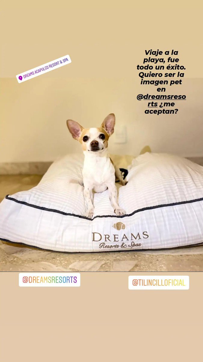 chainesebr's tweet photo. Ayúdame a qué sea la imagen pet de @DreamsResortsMX  búscame como @tilincillooficial en Instagram ☺️
#acapulcodreams
#hazvirallafoto
#apoconoestoybonito
#tirandorostro
#dandolotodo https://t.co/WWtcsHwGu0