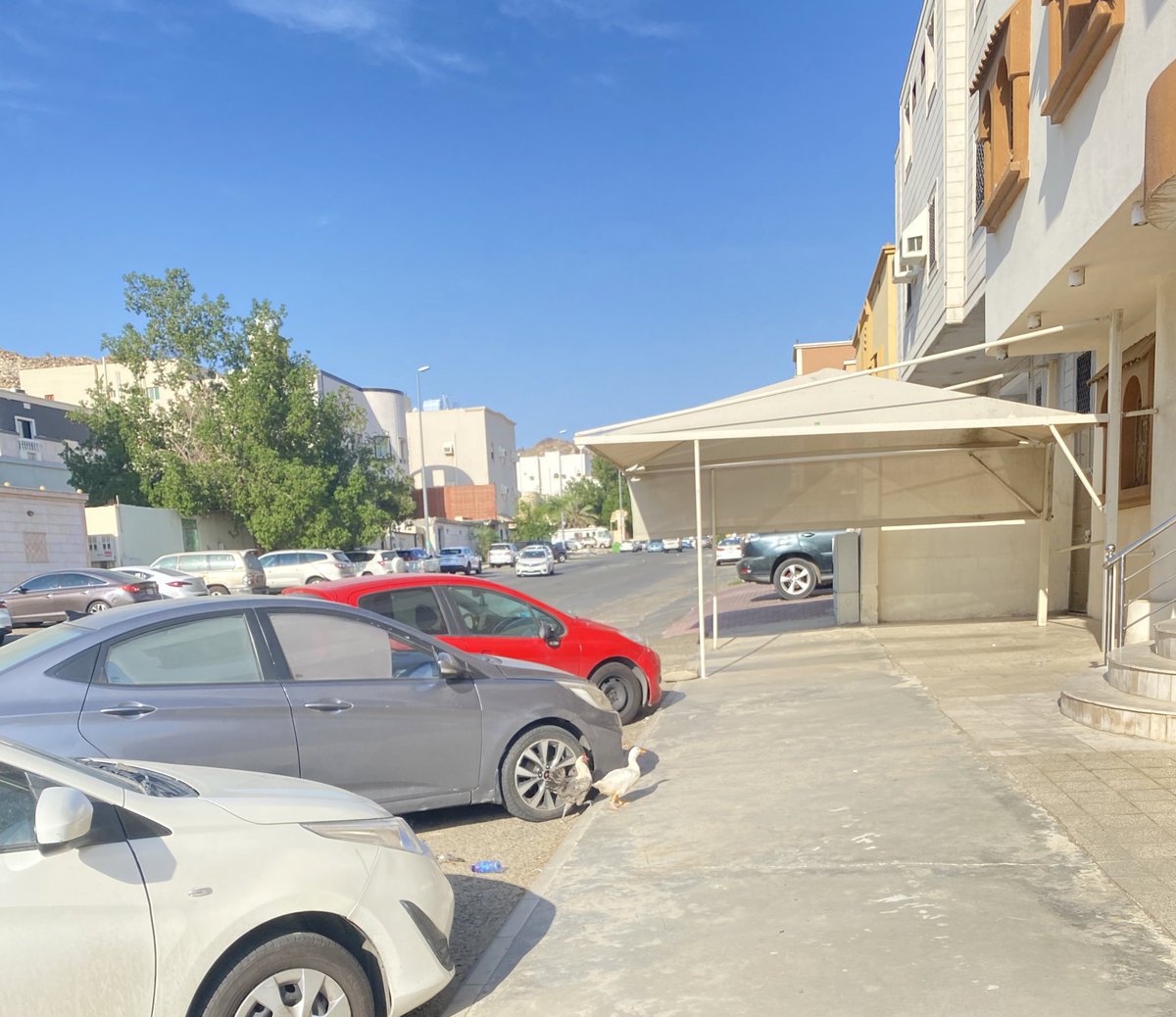 salshsal's tweet photo. وانا رايحه اشتري قهوه كان قدامي دجاجه وبطه في طريقهم للمقهى ايضا ، حمدلله على نعمة التعايش ❤️ https://t.co/iXxDf7guHI