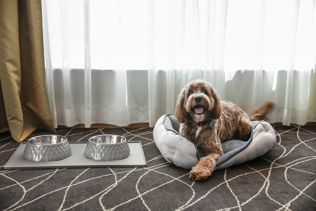 OzDogLover's tweet photo. #HolidayInn® #SydneyAirport 🏨✈️launches #dogfriendly stays and partnership with #Dogtainers for those customers moving interstate or overseas.
The hotel onsite restaurant has opened their terrace area for #dogs and developed a special #dogmenu! 🧑‍🍳🐶🥣
https://t.co/xKOx5qH0Jc https://t.co/02pXv2cybb