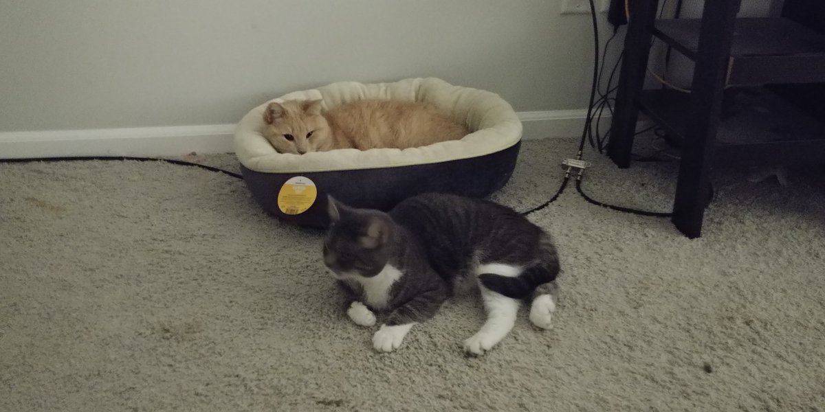 tenebris's tweet photo. @thelexhex Have some kitty boys, beds and blankets edition! https://t.co/oLupcVRcew