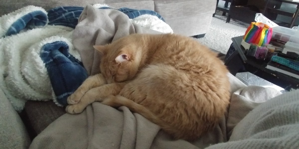 tenebris's tweet photo. @thelexhex Have some kitty boys, beds and blankets edition! https://t.co/oLupcVRcew