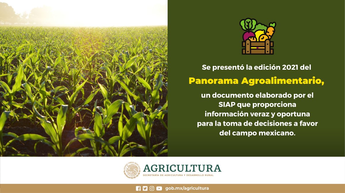 Agricultura_mex's tweet photo. El Panorama Agroalimentario refleja el dinamismo del sector primario, que es generador de empleos, divisas y bienestar para todos los mexicanos.

Conoce más en https://t.co/UNkYIT0BZ0 
#ElCampoNoSeDetiene https://t.co/9evUa7PBB6