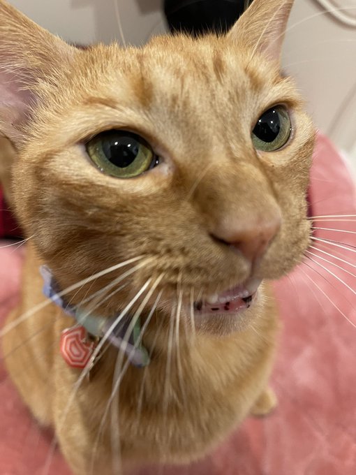 不快で悲しすぎる そんな人間がいる現状 中川翔子 猫の虐待動画が目に入って傷心 2 2 ページ ねとらぼ