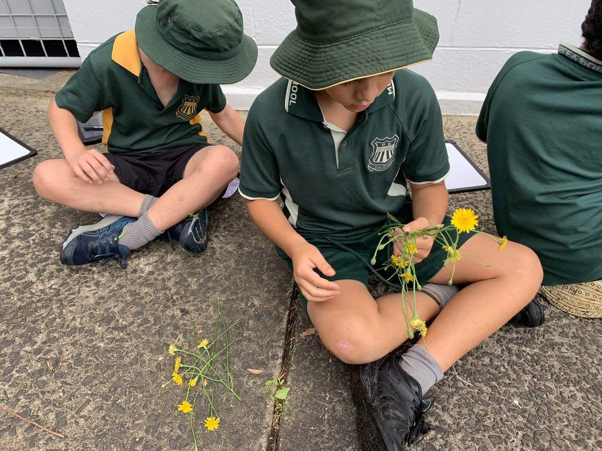 Division strategies in the OLA today <a href="/MountOusley/">Mount Ousley Public School</a>  #outdoorlearning