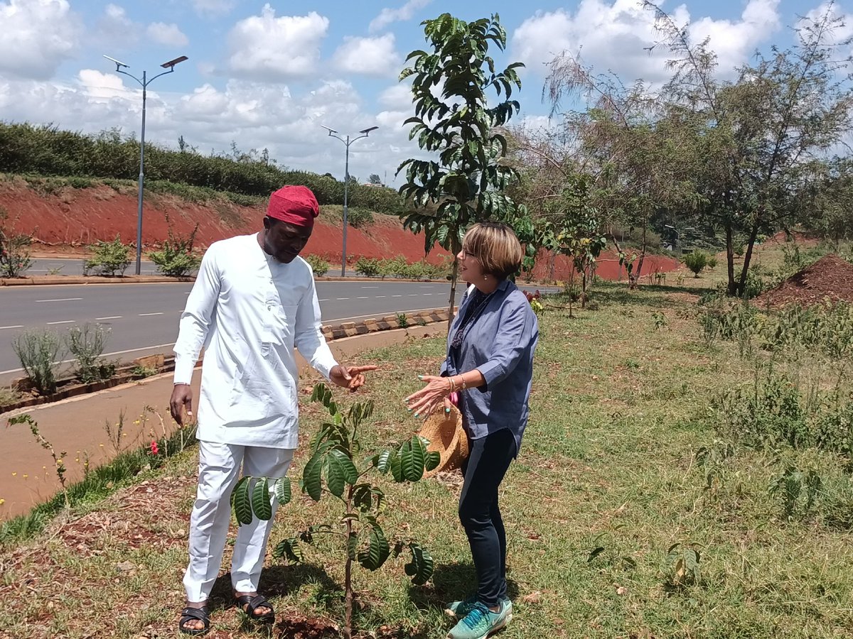 TabiJoda1's tweet photo. I had the pleasure of visiting with gratification @CWatsonICRAF's exemplary #urbangreening work on #Nairobi bypass started 2020 now yielding obvious results such as #greenspaces #nativetrees #erosioncontrol #pasture #shelter  #jobs and #income for some community women and youths https://t.co/h0ujZKxhGK