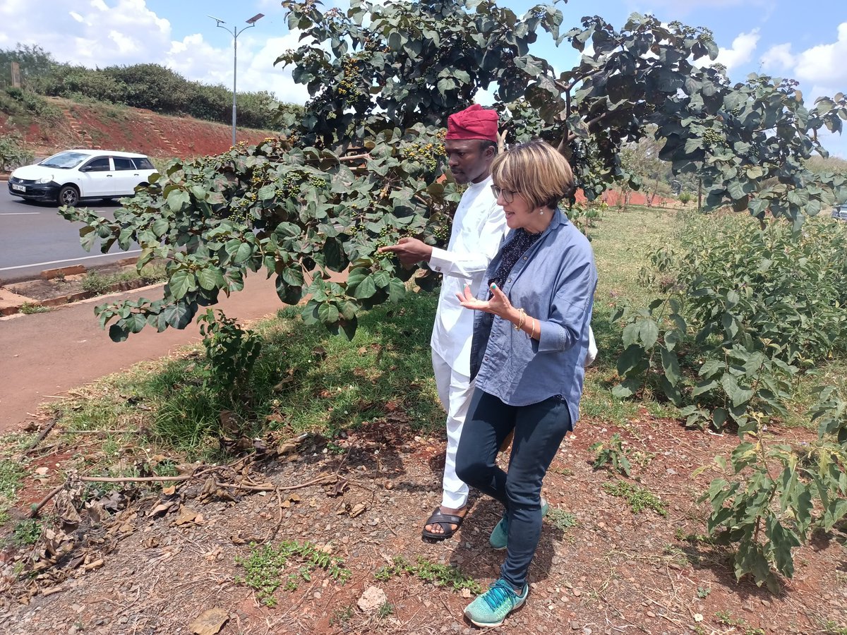 TabiJoda1's tweet photo. I had the pleasure of visiting with gratification @CWatsonICRAF's exemplary #urbangreening work on #Nairobi bypass started 2020 now yielding obvious results such as #greenspaces #nativetrees #erosioncontrol #pasture #shelter  #jobs and #income for some community women and youths https://t.co/h0ujZKxhGK