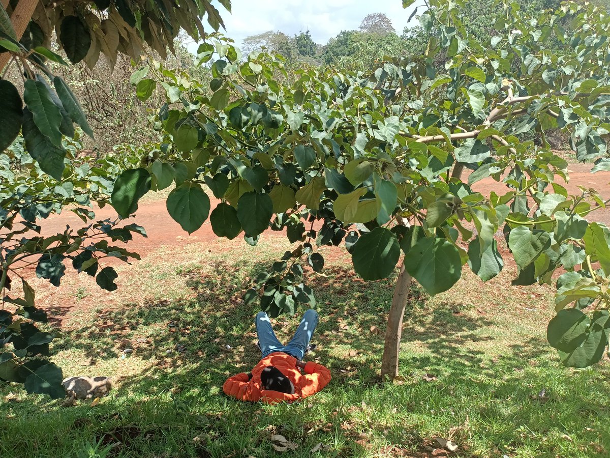 TabiJoda1's tweet photo. I had the pleasure of visiting with gratification @CWatsonICRAF's exemplary #urbangreening work on #Nairobi bypass started 2020 now yielding obvious results such as #greenspaces #nativetrees #erosioncontrol #pasture #shelter  #jobs and #income for some community women and youths https://t.co/h0ujZKxhGK