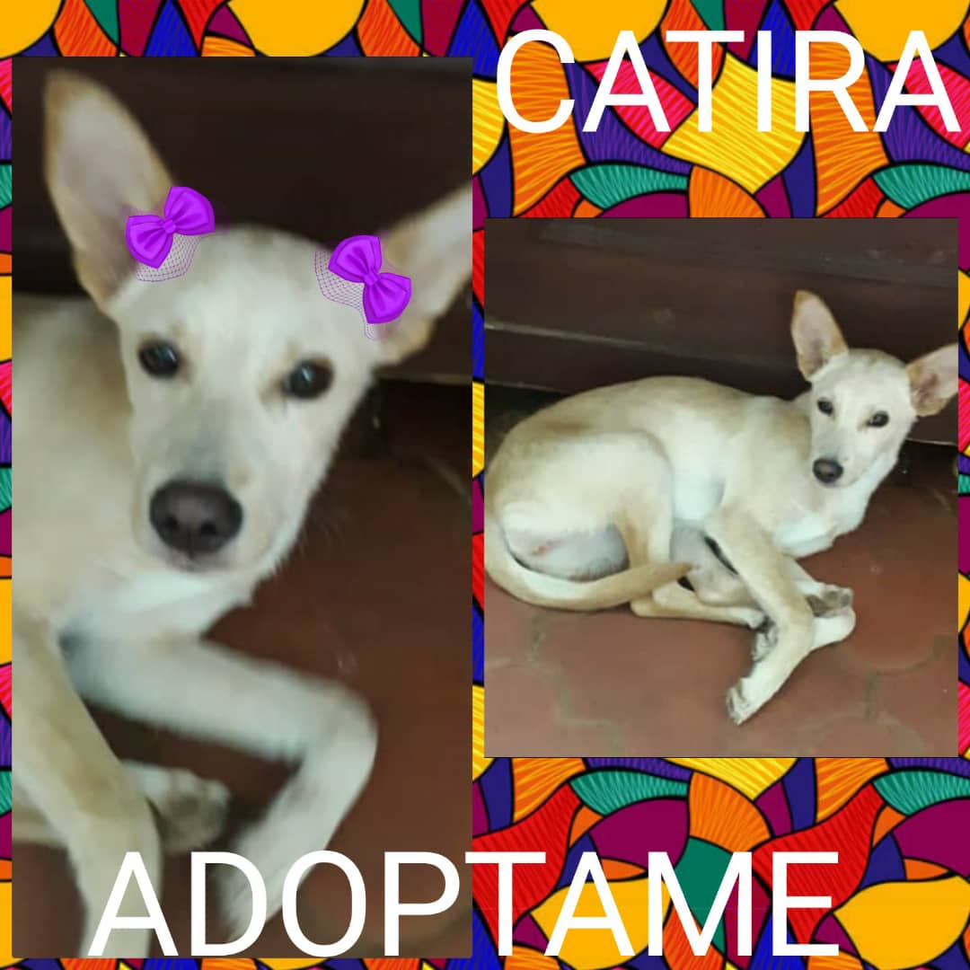 RamsesVazBlanco's tweet photo. Reenviado. En adopción la hermosa Catira, 6 meses aproximadamente, súper amorosa, juguetona, e inteligente, el adoptante se compromete a vacunarla y esterilizarla. Contacto Mónica 0412-8121260. Adoptar es para toda la vida. Caso de terceros en Ccs.🐶🙏🎅 https://t.co/zzoQ5DSOGN
