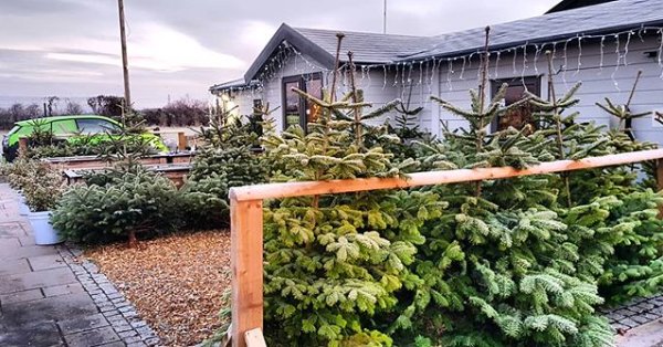 🎄 WE'RE OPEN THIS WEEKEND FOR PYO CHRISTMAS TREES!
👉  8am - 3pm Saturday 27th November.
👉  10am - 2pm Sunday 28th November.
📍 Dandy's, Sealand Road, Chester, CH1 6BS.
#christmastree #christmas #offer #pyochristmastrees
