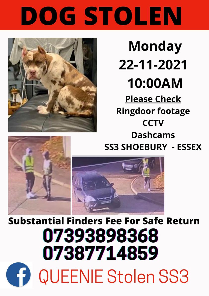 The_Animal_Team's tweet photo. 💥PLEASE HELP FIND QUEENIE💥#Stolen violently from home on 22/11/21 from #Shoebury #Essex #SS3 area.Did you see any suspicious activity in the #Shoebury/#ThorpeBay/#Southend area? Chipped. https://t.co/OPmPLYex9Q #dogs #dogsoftwitter #StolenDog #bully https://t.co/fYATjSikfu