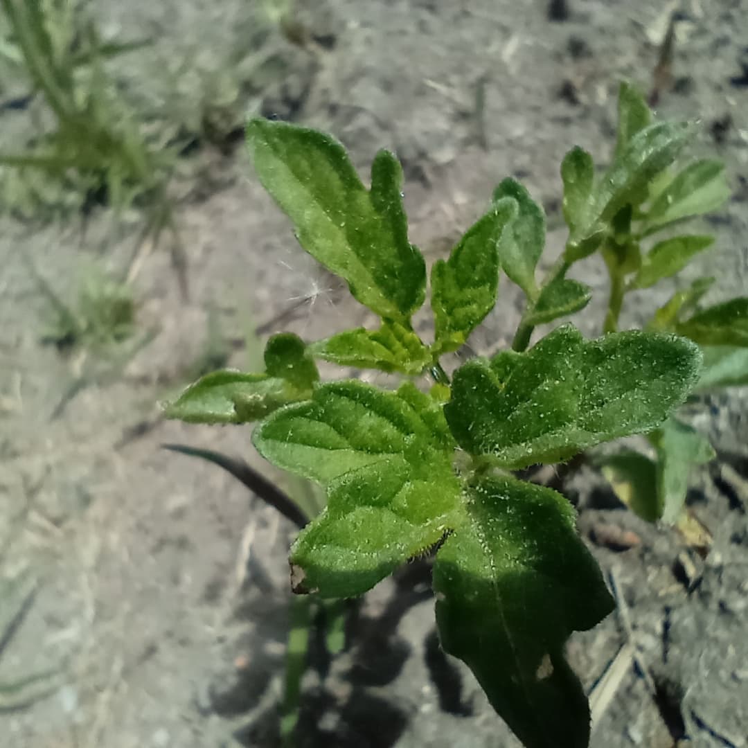 WillkakutiSR's tweet image. #Willkakuti🌞 visitó la huerta de #Caritas donde estuvimos con María, su cuidadora. Se asoman los brotes de rabanitos, tomates y zapallo .
#programadeautonomiaalimentaria 
#plandeemergenciaalimentaria 
#tumunicipio