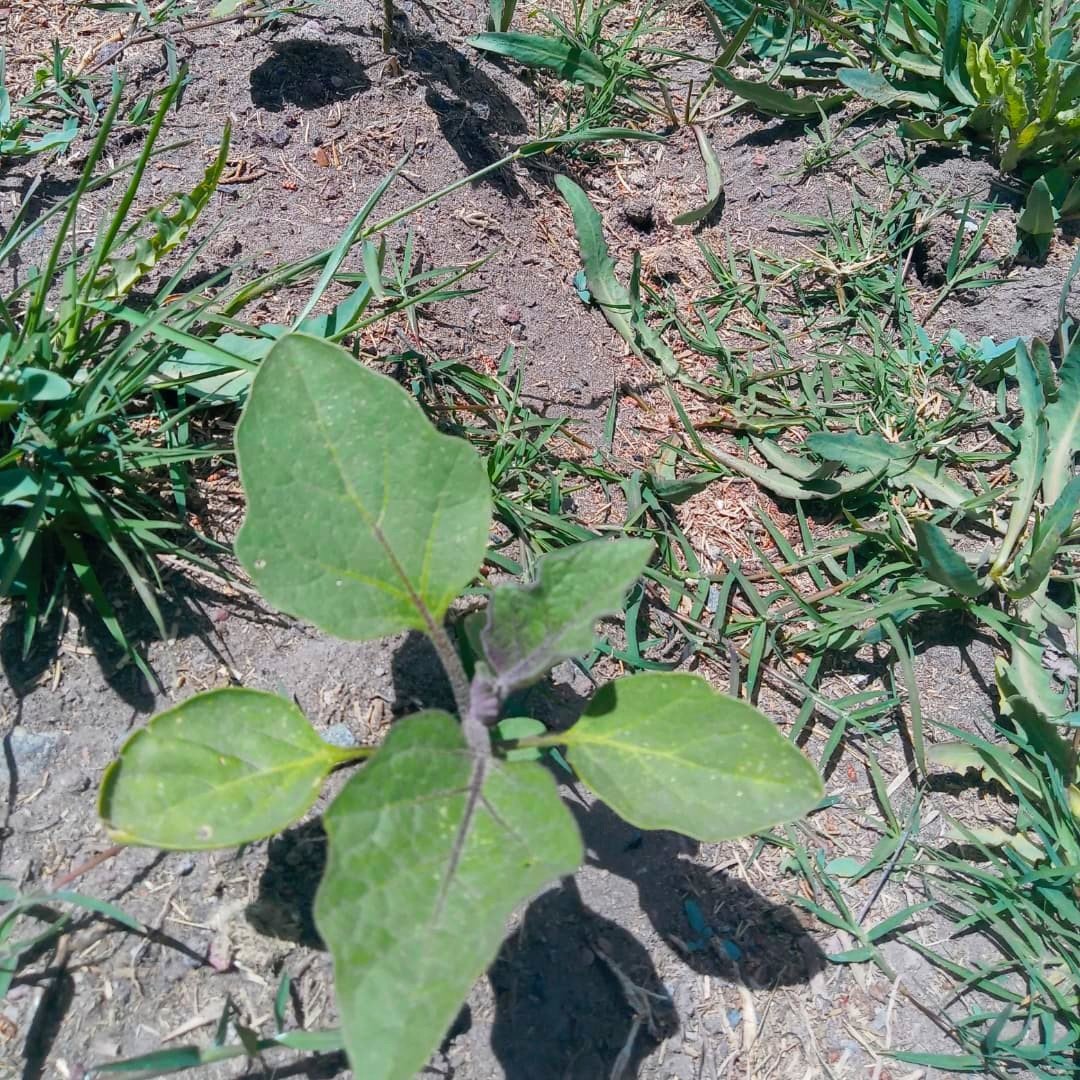 WillkakutiSR's tweet image. #Willkakuti🌞 visitó la huerta de #Caritas donde estuvimos con María, su cuidadora. Se asoman los brotes de rabanitos, tomates y zapallo .
#programadeautonomiaalimentaria 
#plandeemergenciaalimentaria 
#tumunicipio