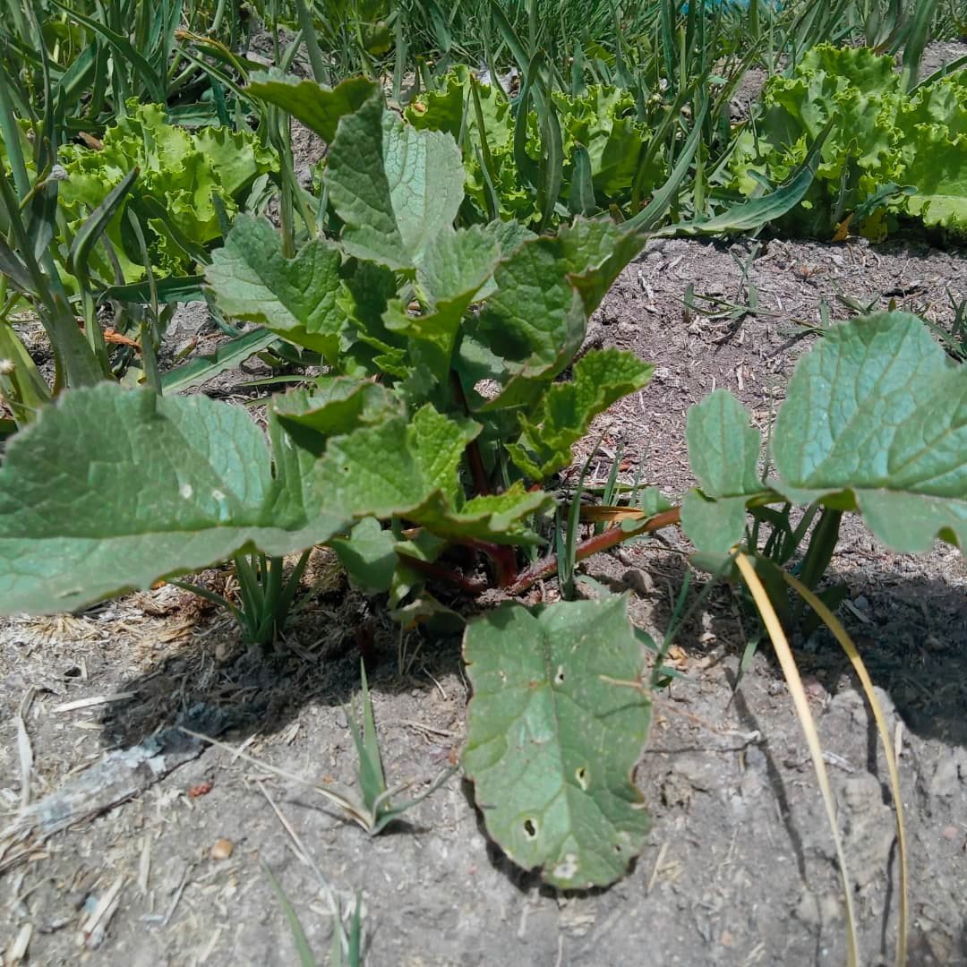 WillkakutiSR's tweet image. #Willkakuti🌞 visitó la huerta de #Caritas donde estuvimos con María, su cuidadora. Se asoman los brotes de rabanitos, tomates y zapallo .
#programadeautonomiaalimentaria 
#plandeemergenciaalimentaria 
#tumunicipio