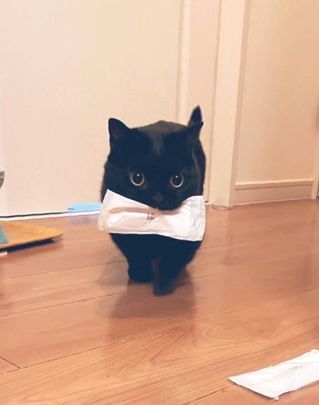 おしぼり専門の黒猫の運び屋さんがあまりにもかわいいため 急におしぼりが欲しくなる人続出 絶対もらうね Togetter
