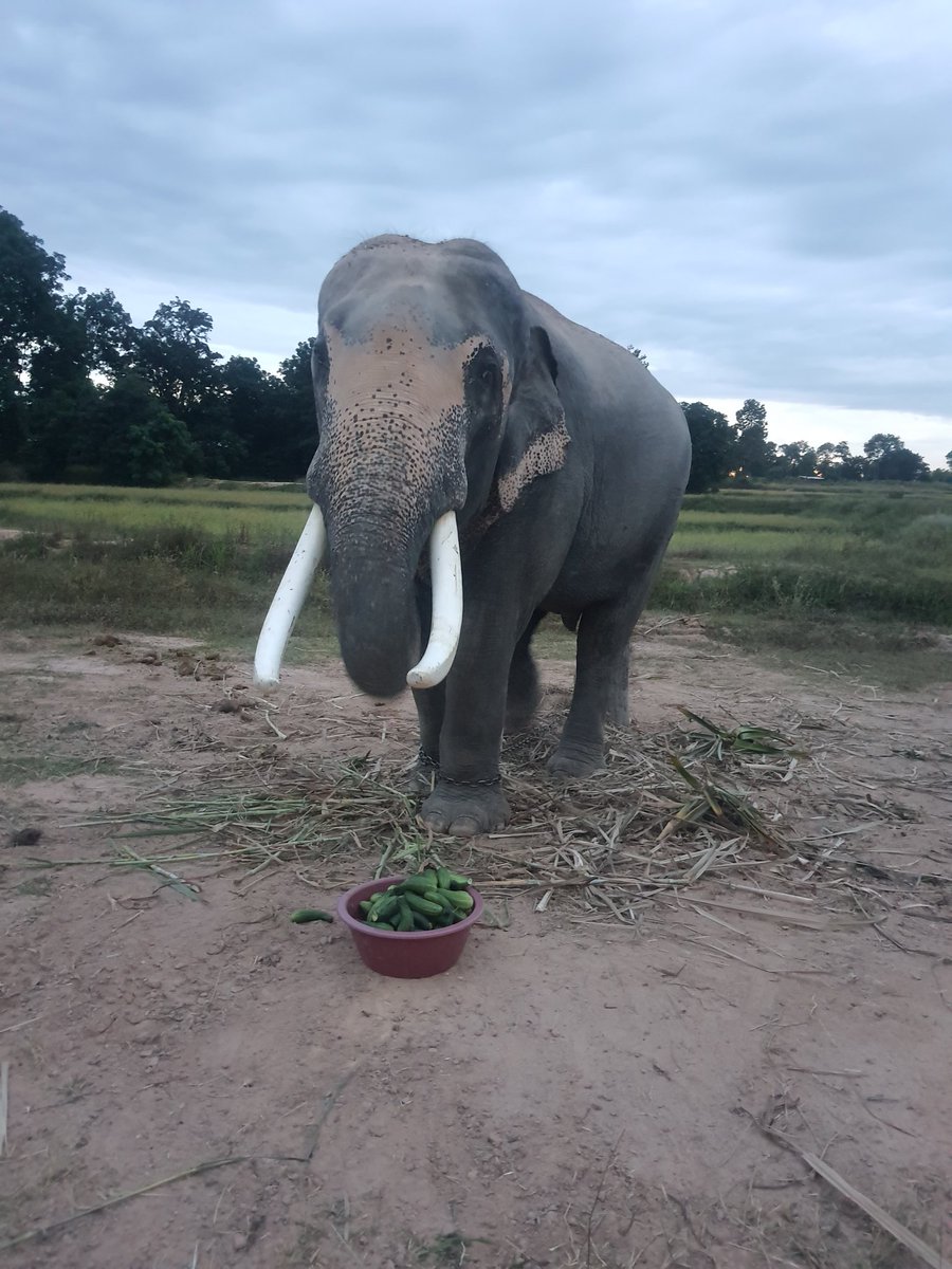 Elephantsurin's tweet photo. ขอขอบพระคุณ🙏🏻 โยฟาน เฟลอร์ ไฮนซ์ บาร์ธ โจเซฟีน และคาเมรอน ที่เมตตาช่วยเหลือน้องช้างตกงาน ขอให้ท่านมีสุขภาพแข็งแรง คิดสิ่งใดปรารถนาสิ่งใดก็ขอให้สมดั่งใจปรารถนา มีผลงานดังๆ เฮงๆ ปังๆ ยิ่งๆขึ้นไป สาธุค่ะ  #ช้างตกงาน https://t.co/4d1tgqylZA