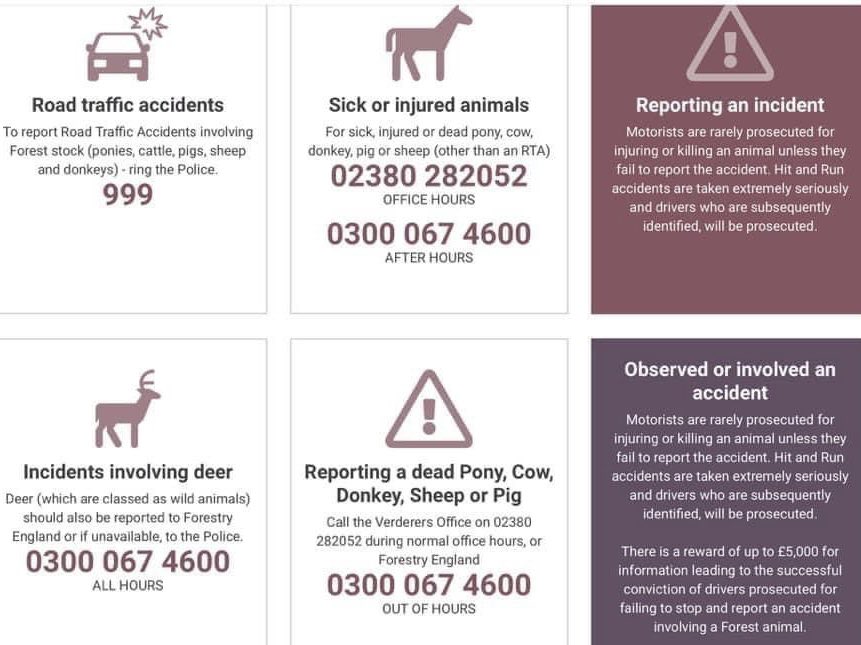 A bad week with 5 incidents involving forest stock. We would like to remind people to #ExpectTheUnexpected 
Please save this to your phone ⬇️
There are still many people, who are unaware of who to call. 

#DriveToArrive #Add3Minutes #BePreparedToStop #AnimalsOnRoadDayAndNight