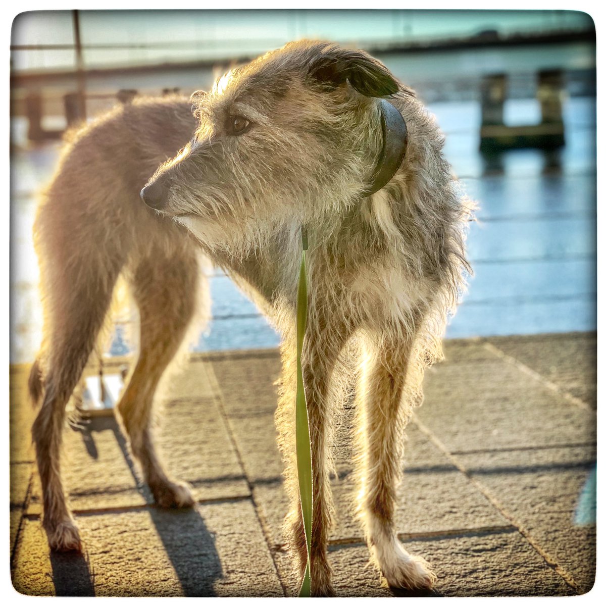 🌿 WhimSicAL LusH 🌿 tweet media