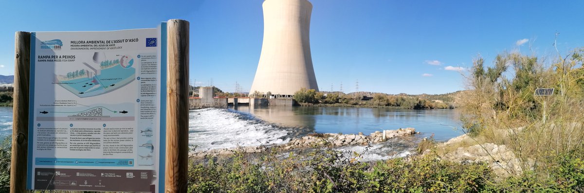 Durant els mesos de setembre i octubre, en el marc del projecte Life <a href="/migratoebre/">Life Migratoebre</a>, s'ha arreglat l'antena de lectura de xips dels peixos que passen per la rampa de l'assut d'Ascó i es preveu una nova campanya de marcatge de peixos🐟

T'ho expliquem!👉migratoebre.eu/?p=15071