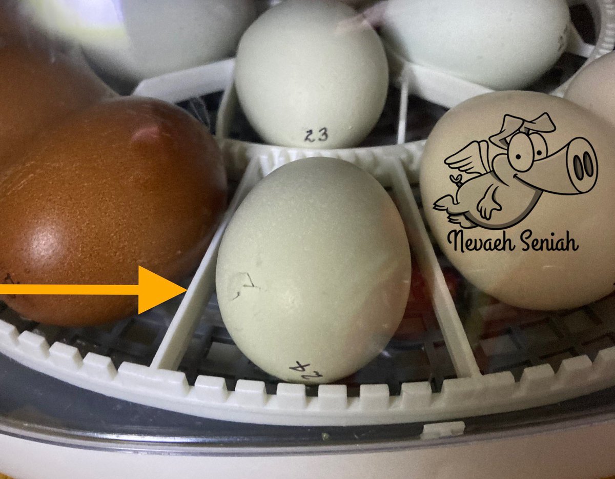 NevaehSeniah's tweet photo. Rooster Roulettes are starting to hatch this one #24 egg is from #52 (RR #CreamLegbar hen crossed with #AyamCemani rooster) so we have to wait and see maybe who’s the rooster. #OrganicallyGrown #Georgia
#NPIPcertified #Meatbirds #PastureRaisedChicken
#RoosterRoulettes #chicks https://t.co/QLSxVkWCWo